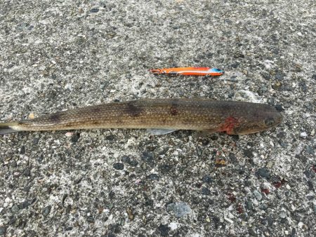 ポーアイ沖ハマチツバス